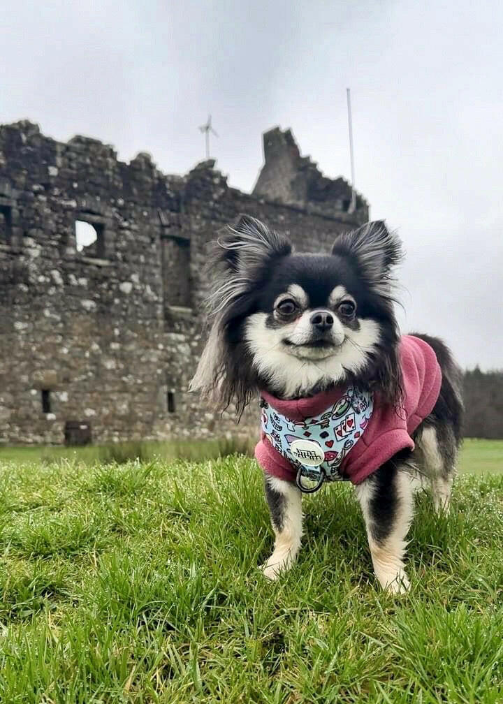Chihuahua in mauve sleeveless fleece