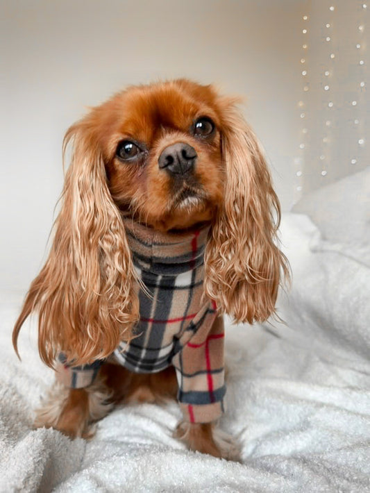 Cavalier wearing beige tartan dog fleece