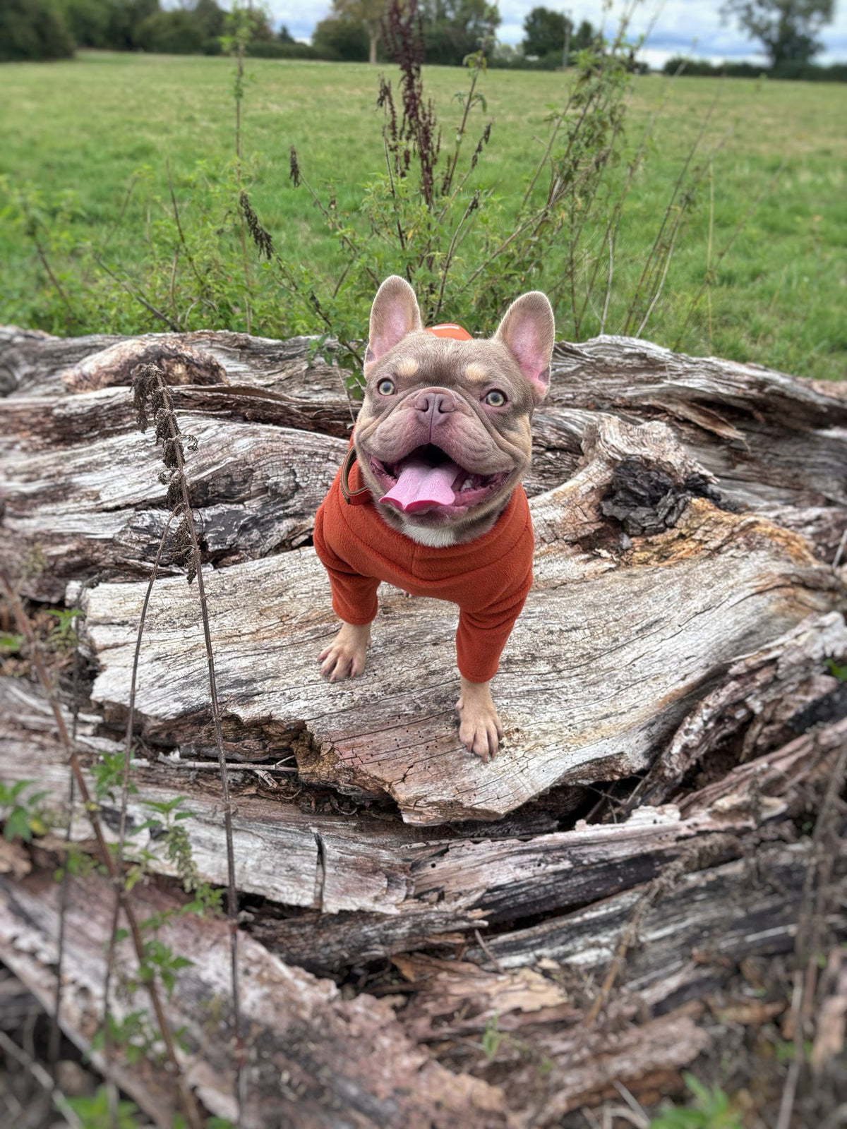 Ready To Ship | Polar Fleece | Four Legged - Rust