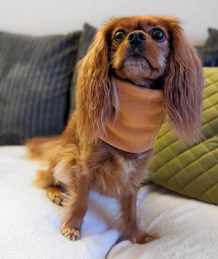 Cavalier wearing mustard snood