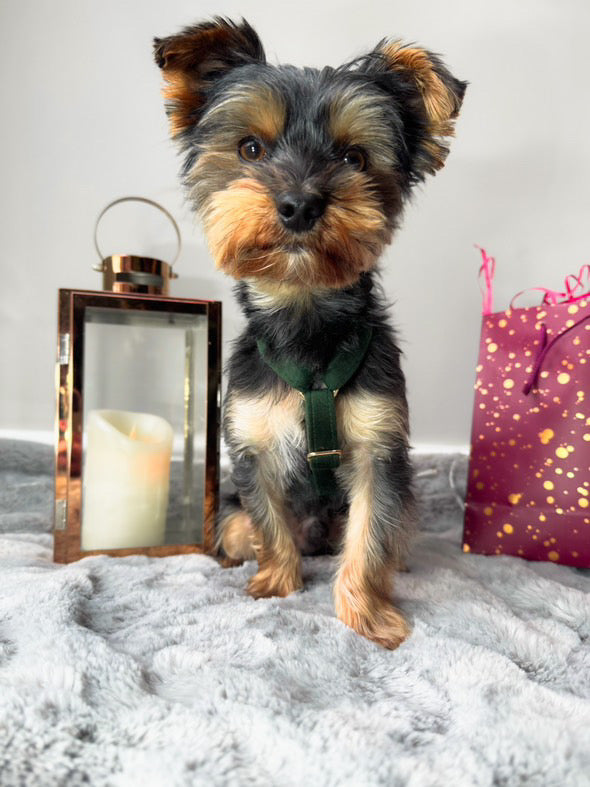 Yorkie wearing green velvet strap harness size xxs