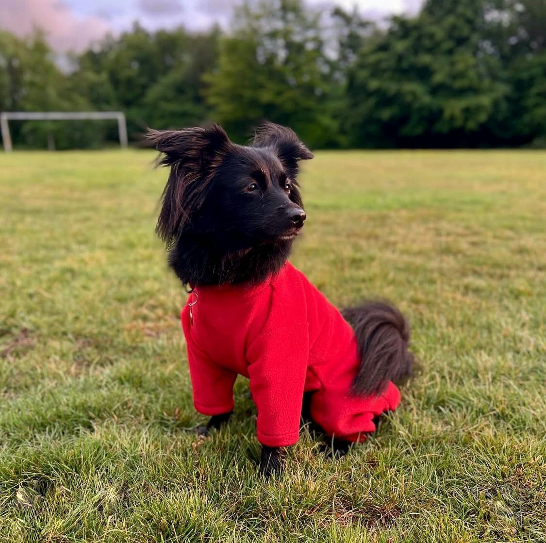 Small dog wearing cherry red handmade 4 legged fleece suit