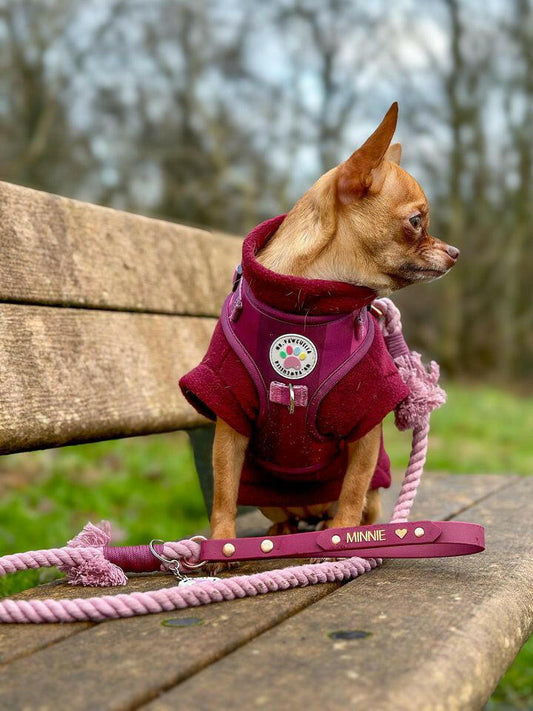 Tan chihuahua in wine red tankie fleece