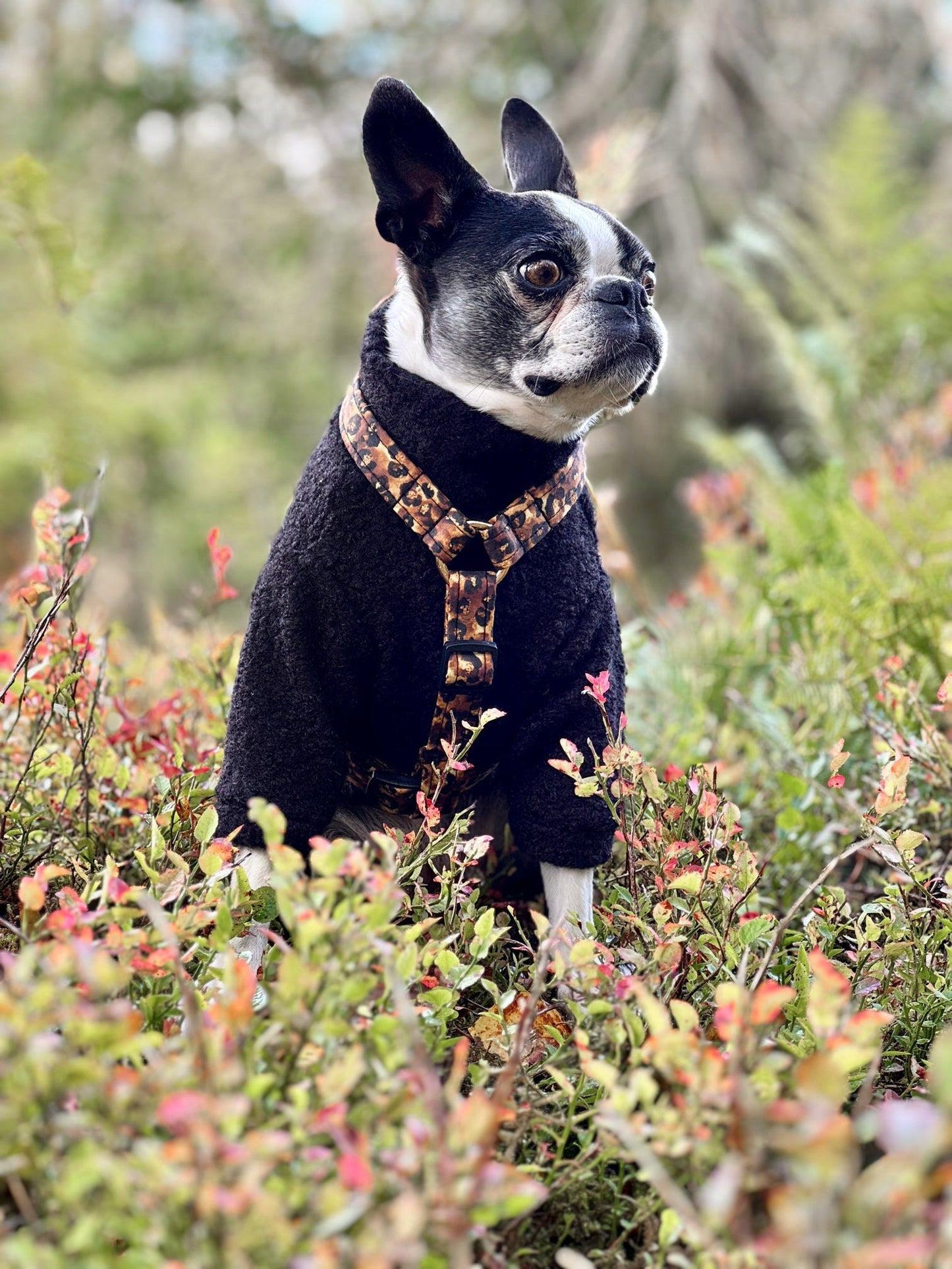 Custom Made | Teddy Borg Jumper | Two Legged - Black