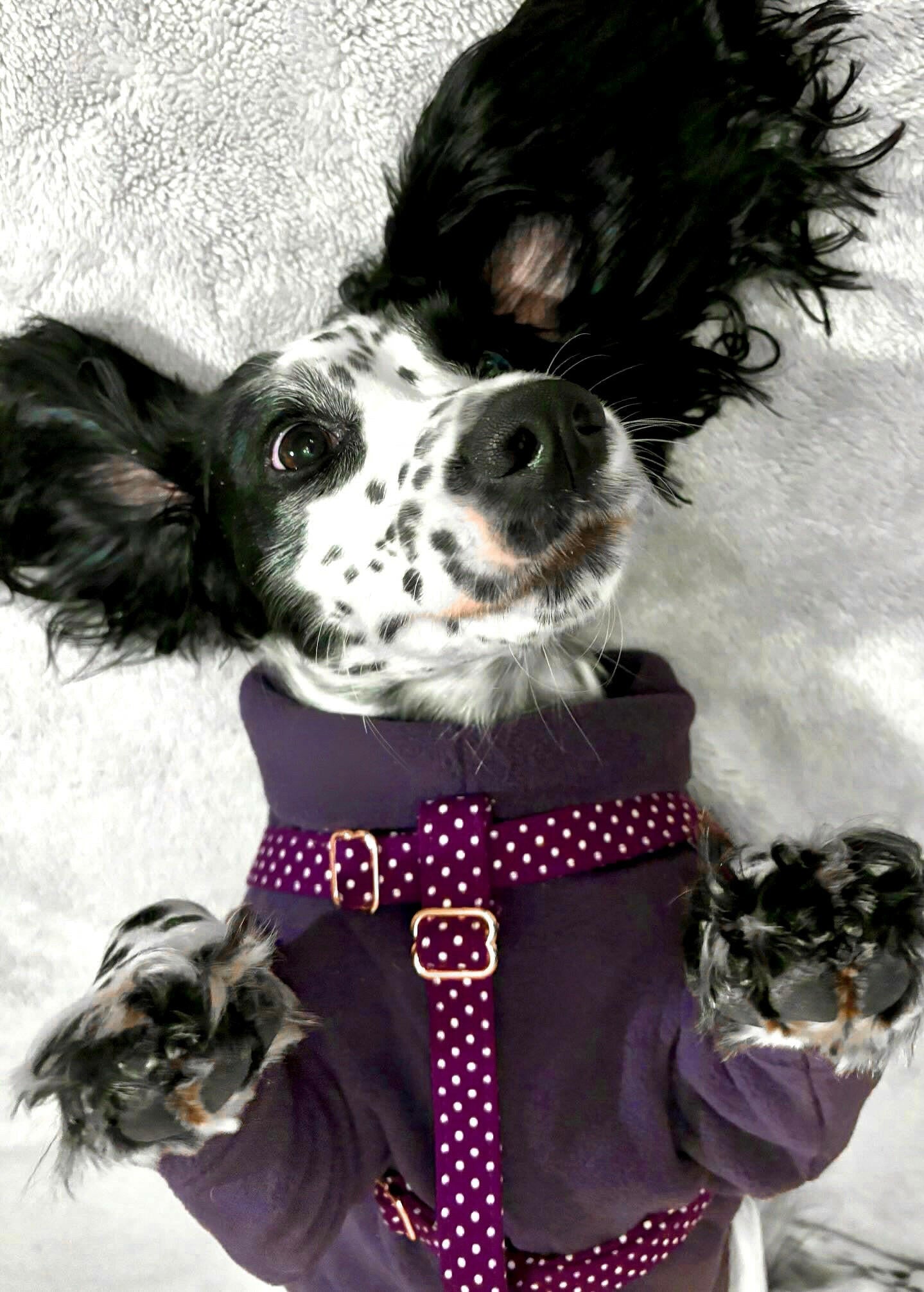 Cocker spaniel wearing purple fleece