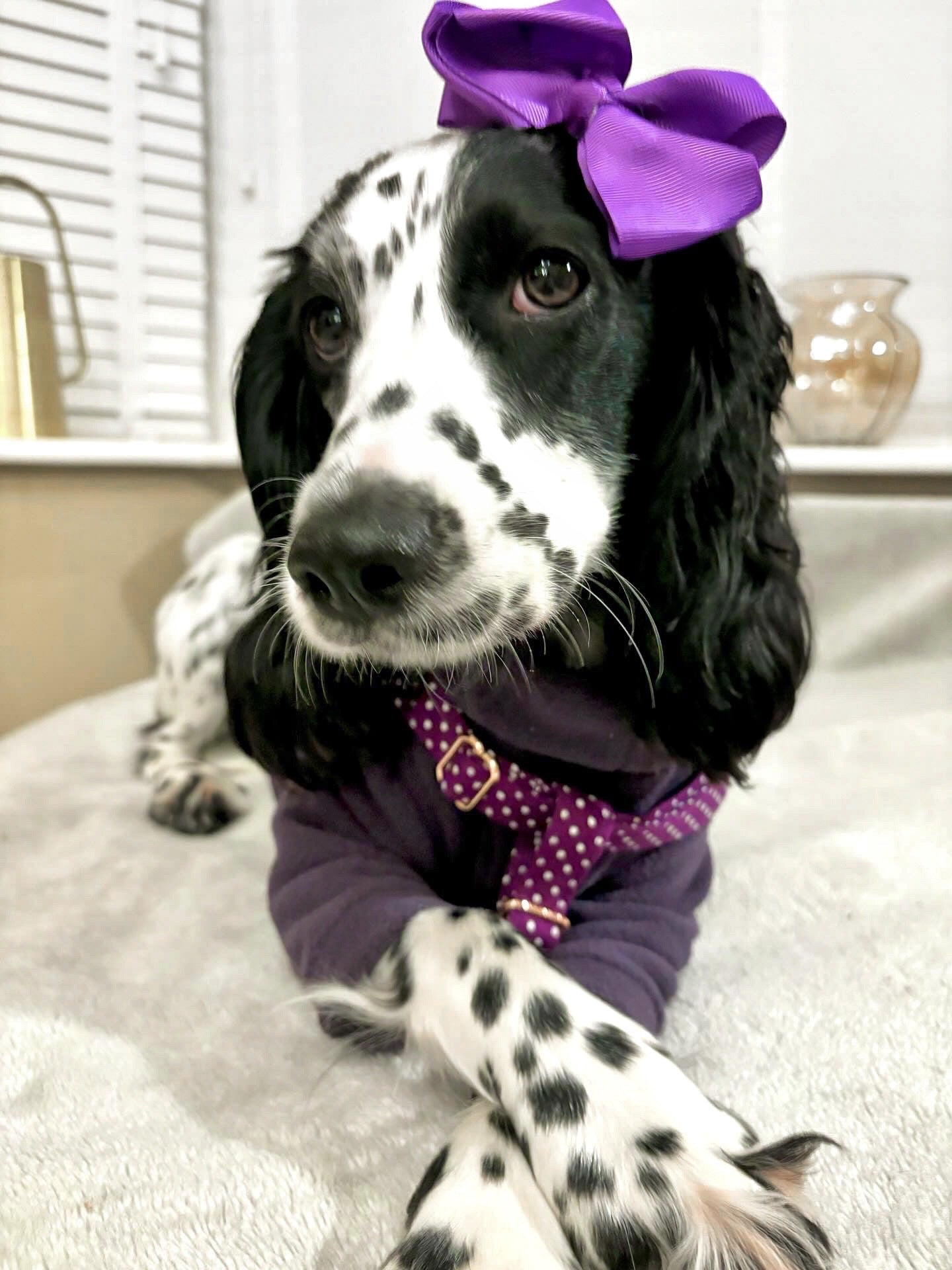 Spaniel wearing purple fleece and spotty harness