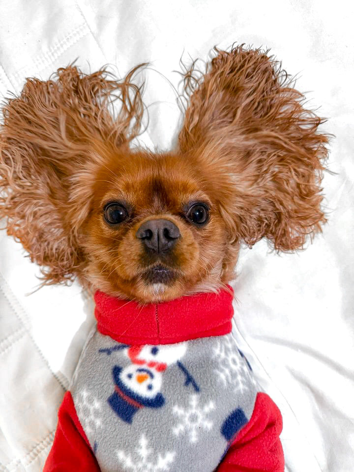 Cavalier lay down wearing jolly snowman fleece