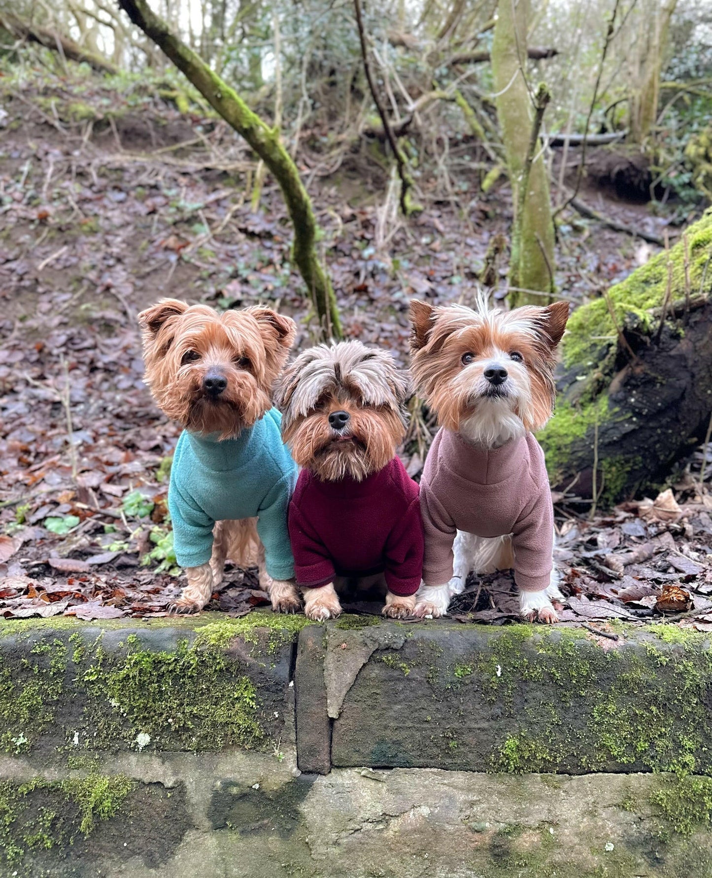 Three yorkshire terriers in fleeces