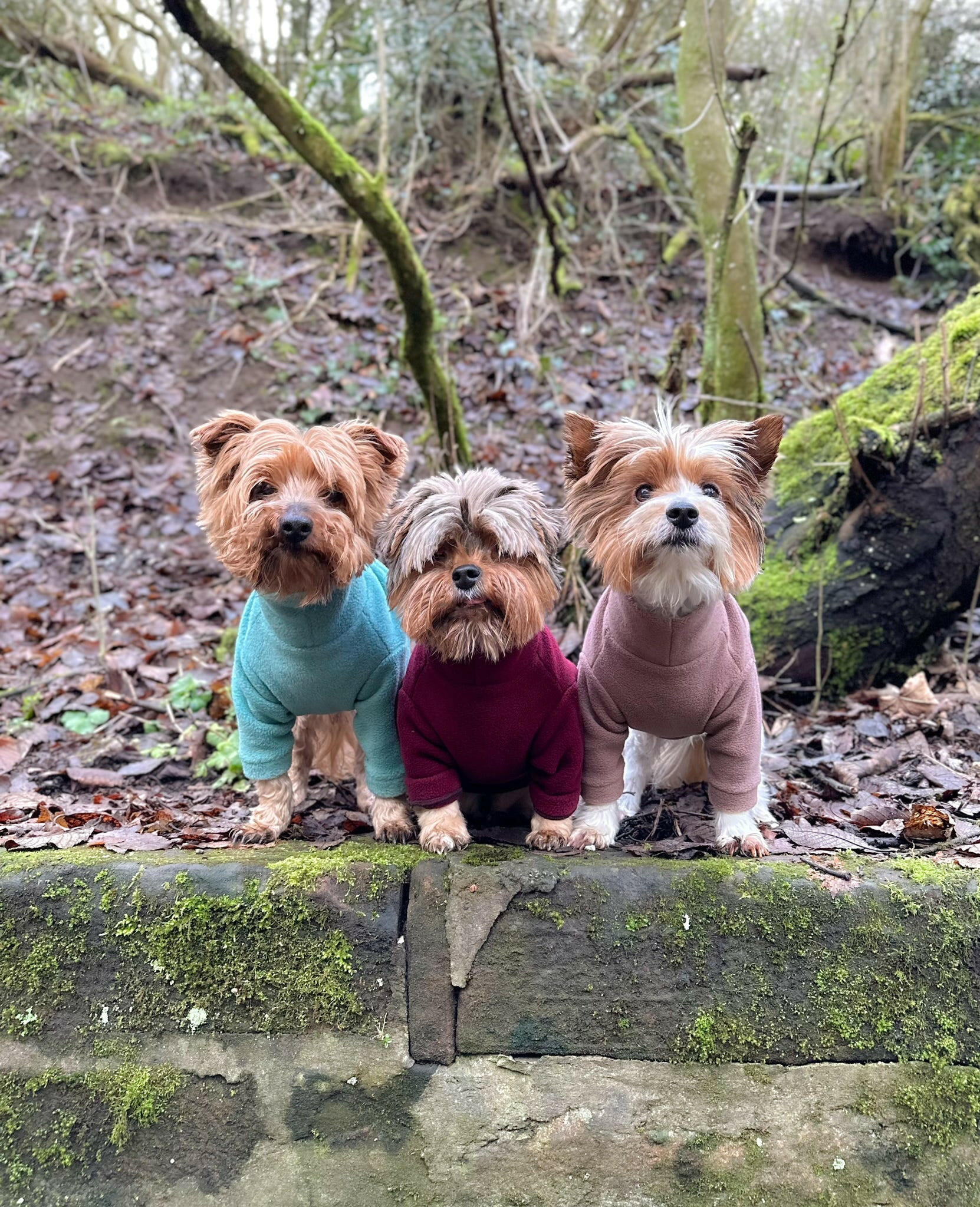 Three yorkshire terriers in fleeces