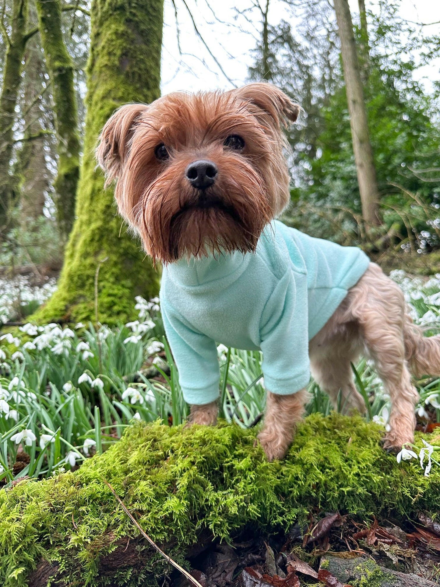 Yorkshire terrier in mint green fleece