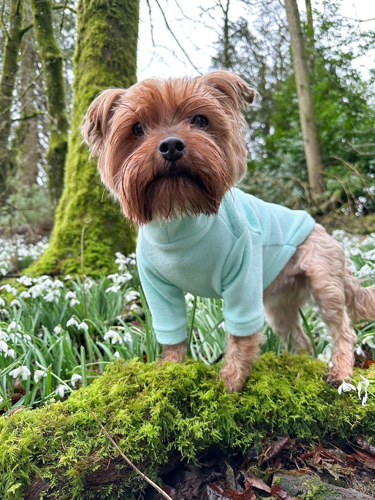 Yorkshire terrier in mint green fleece