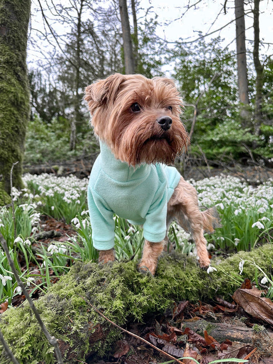 Yorkshire terrier wearing mint green two legged fleece