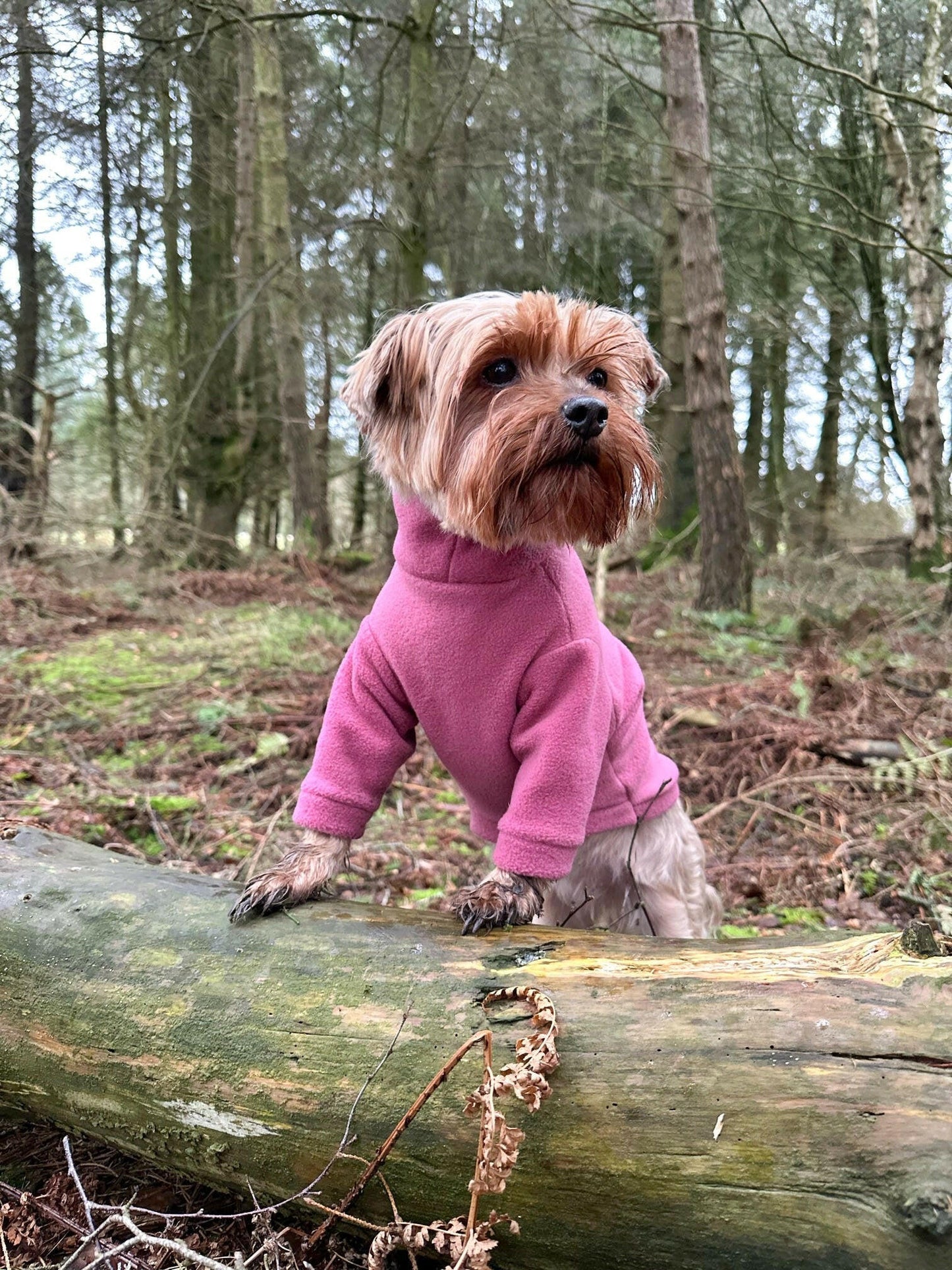 Yorkie in mauve fleece