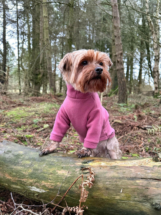 Yorkie in mauve fleece