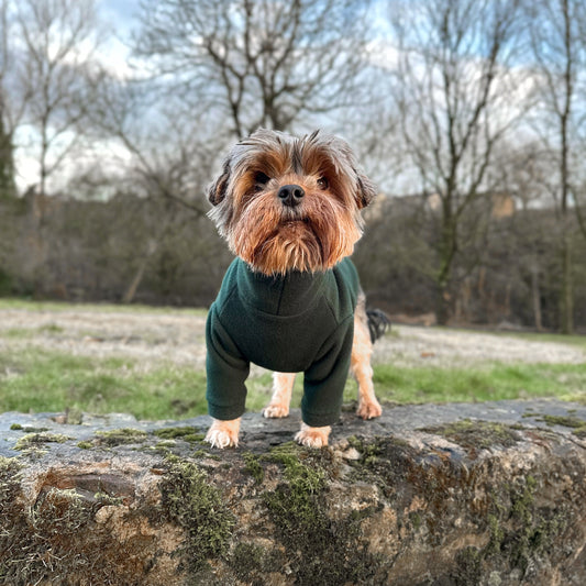 Yorkie wearing bottle green fleece