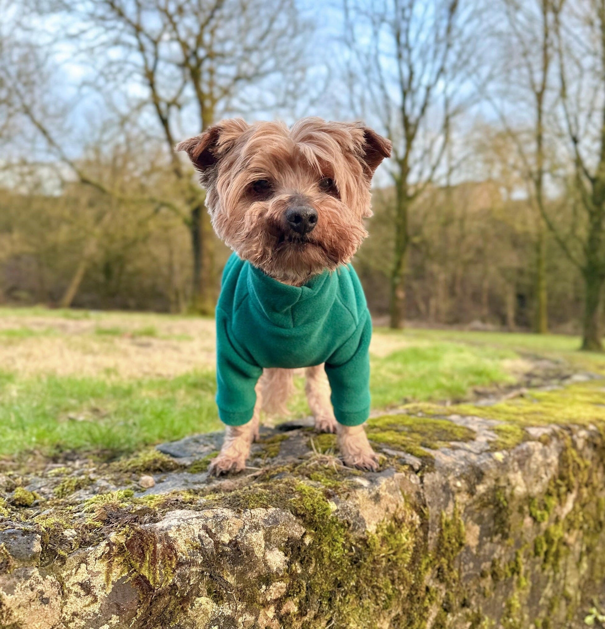 Yorkie wearing teal dog fleece