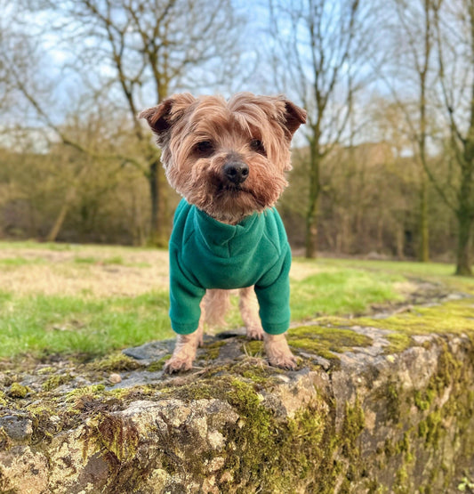 Yorkie wearing teal dog fleece