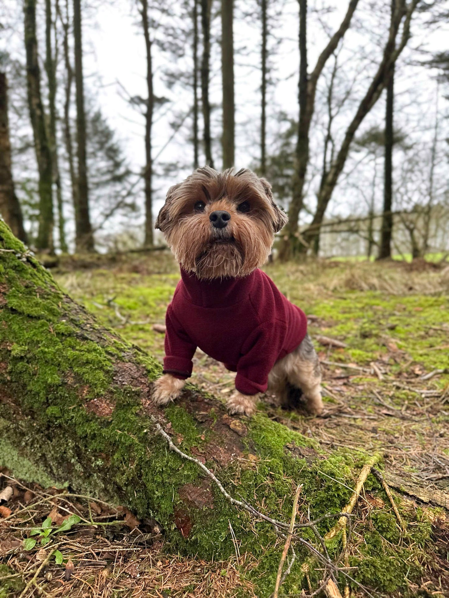 Yorkshire terrier wearing 2 legged red fleece