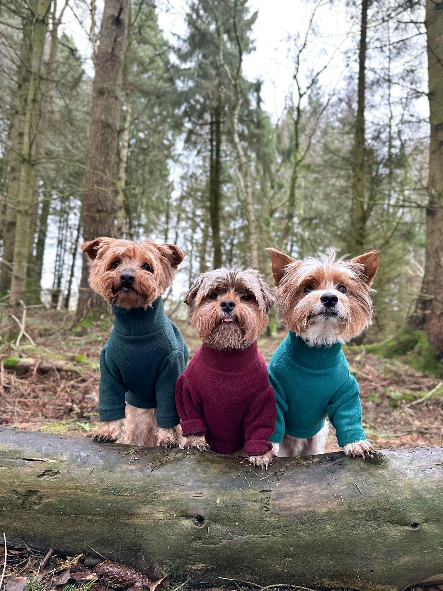 Three yorkshire terriers wearing different coloured fleeces