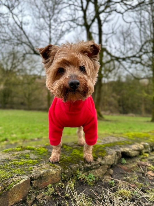 Yorkshire terrier in red fleece