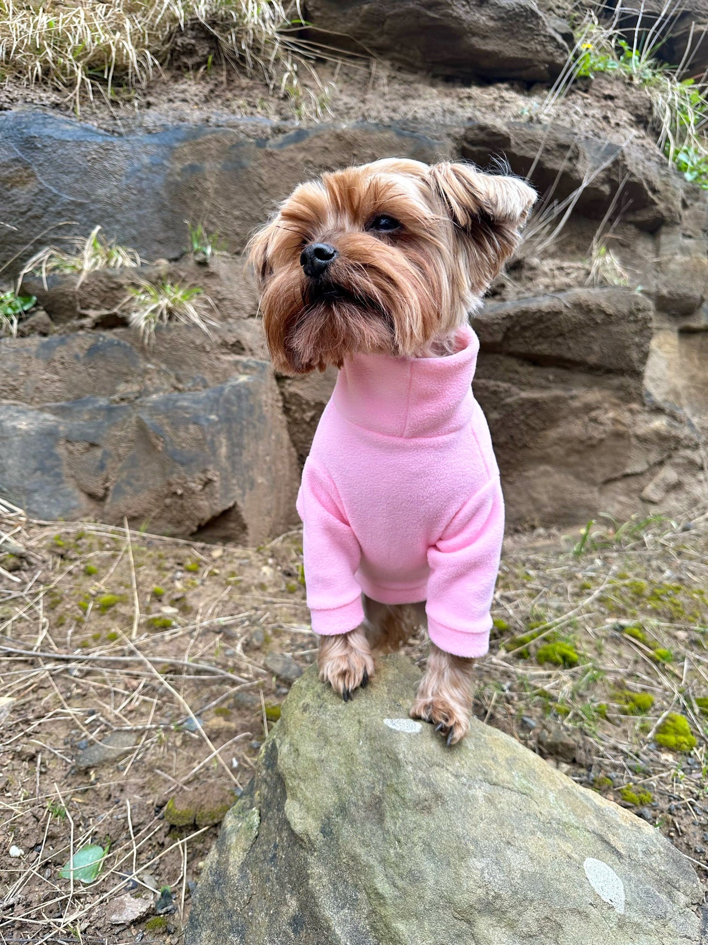 Yorkie wearing two legged pink fleece