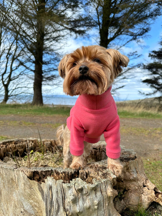 Yorkie wearing coral pink fleece