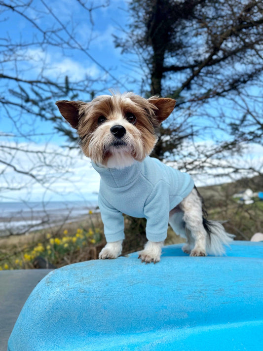 Yorkie wearing two legged baby blue fleece