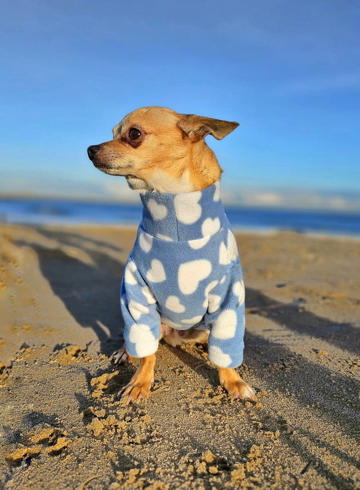 Chihuahua wearing baby blue heart print polar fleece