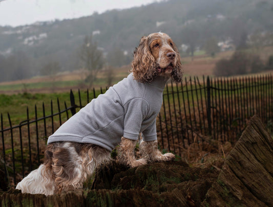 Cocker spaniel wearing light grey two legged polar fleece