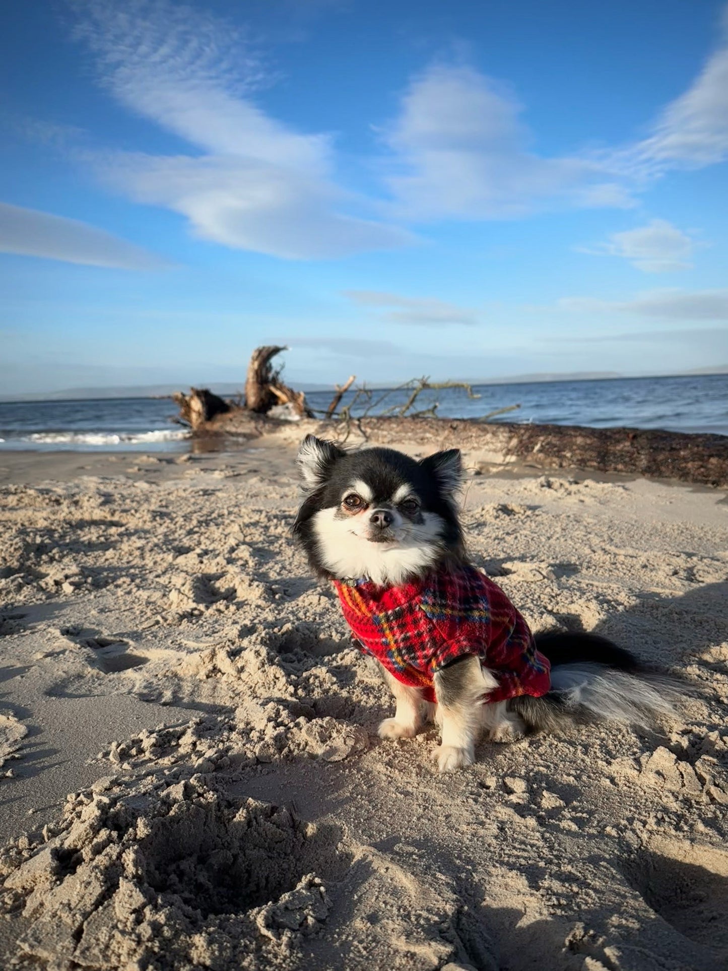 Chihuahua wearing red tartan water resistant polar fleece