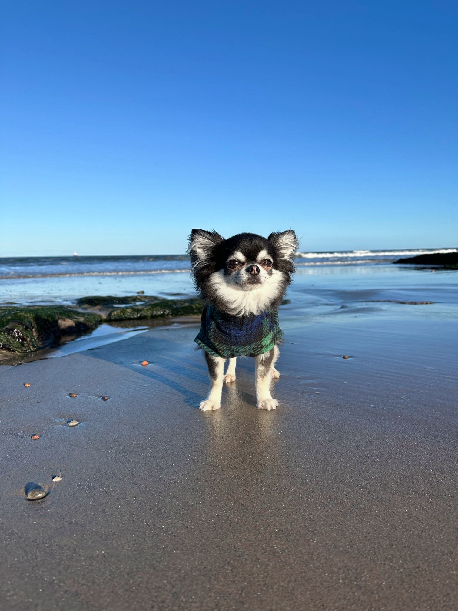 Chihuahua on the beach in waterproof dog fleece