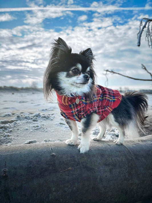 Chihuahua wearing red tartan sleeveless fleece