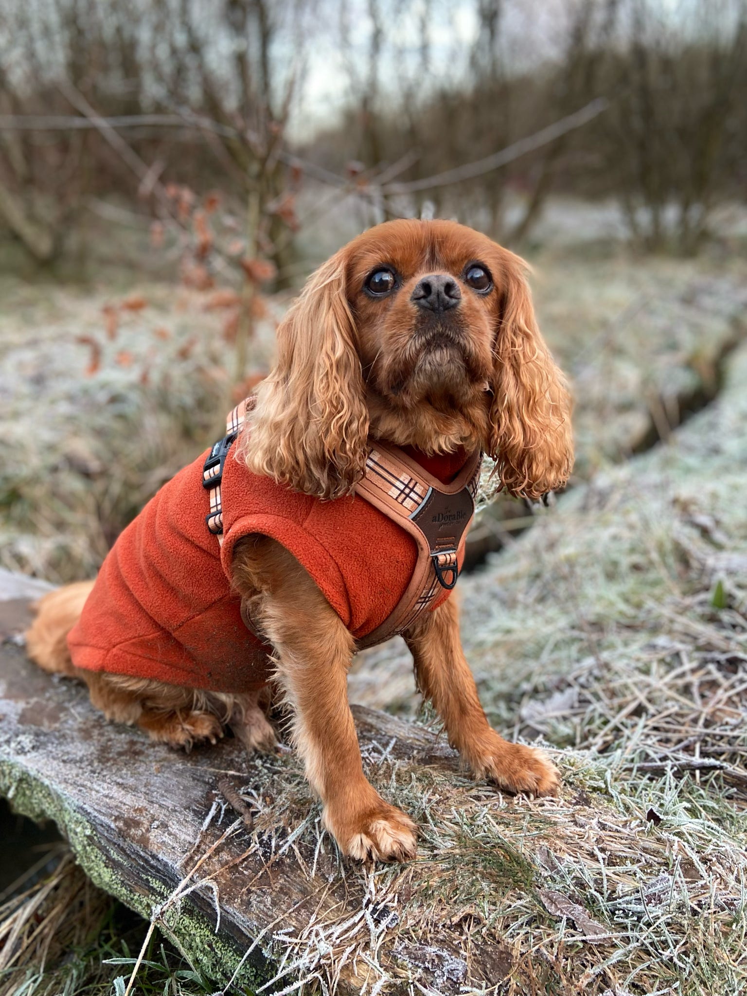 Cavalier wearing rust orange waterproof sleeveless fleece