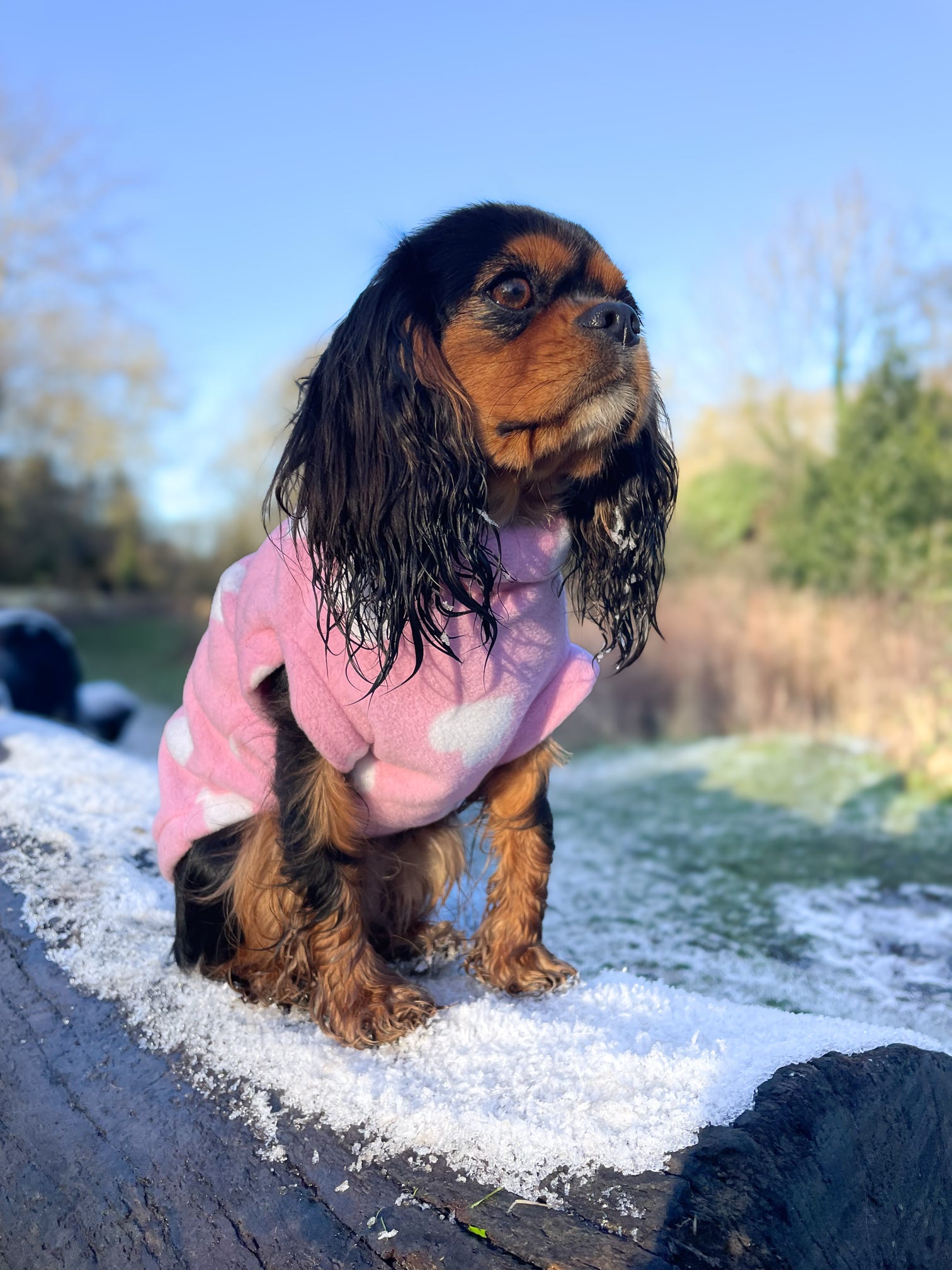 Cavalier wearing pink hearts sleeveless thermal fleece