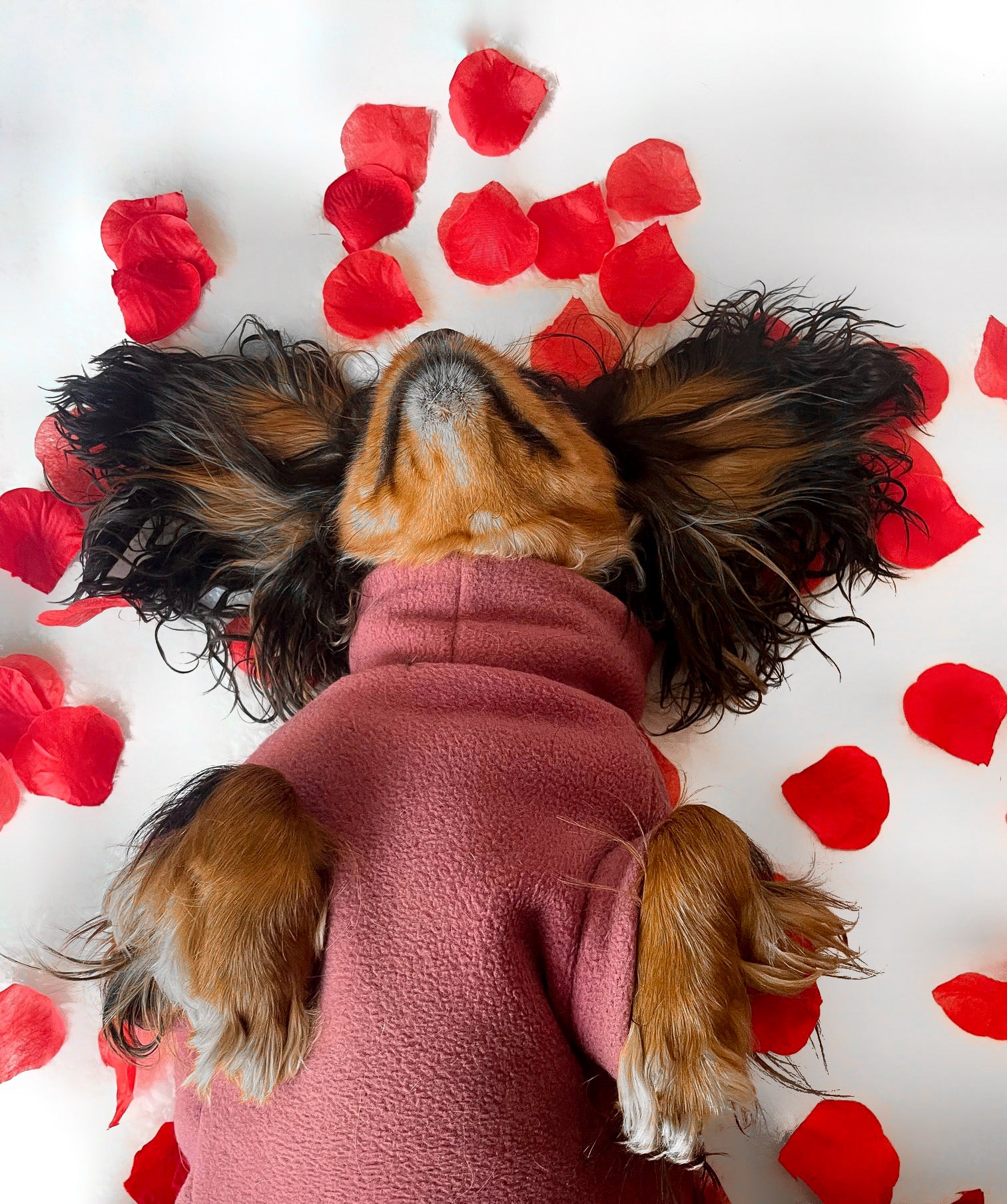 Cavalier wearing mauve pink polar fleece