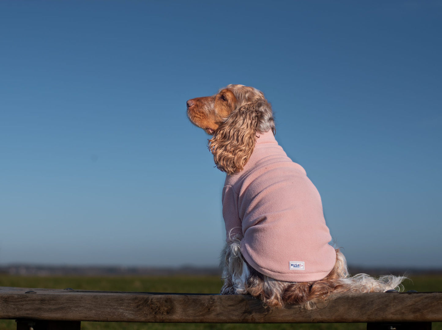 Cocker spaniel in peach polar fleece with arms