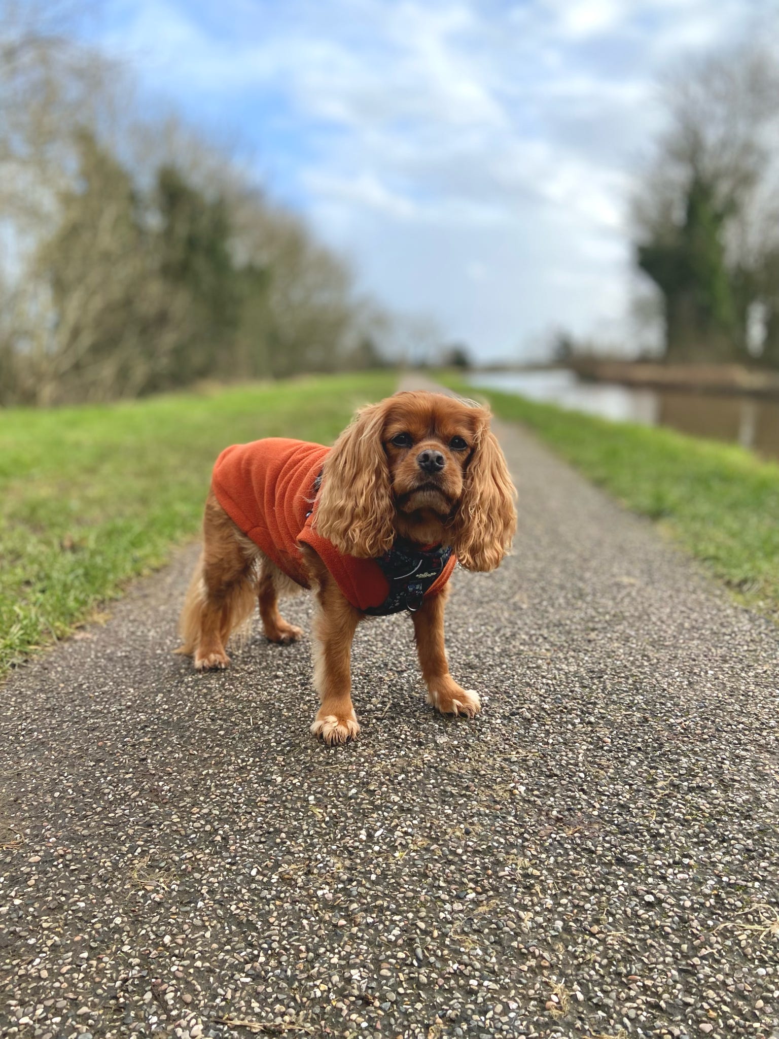 Cavalier wearing rust orange tankie dog fleece