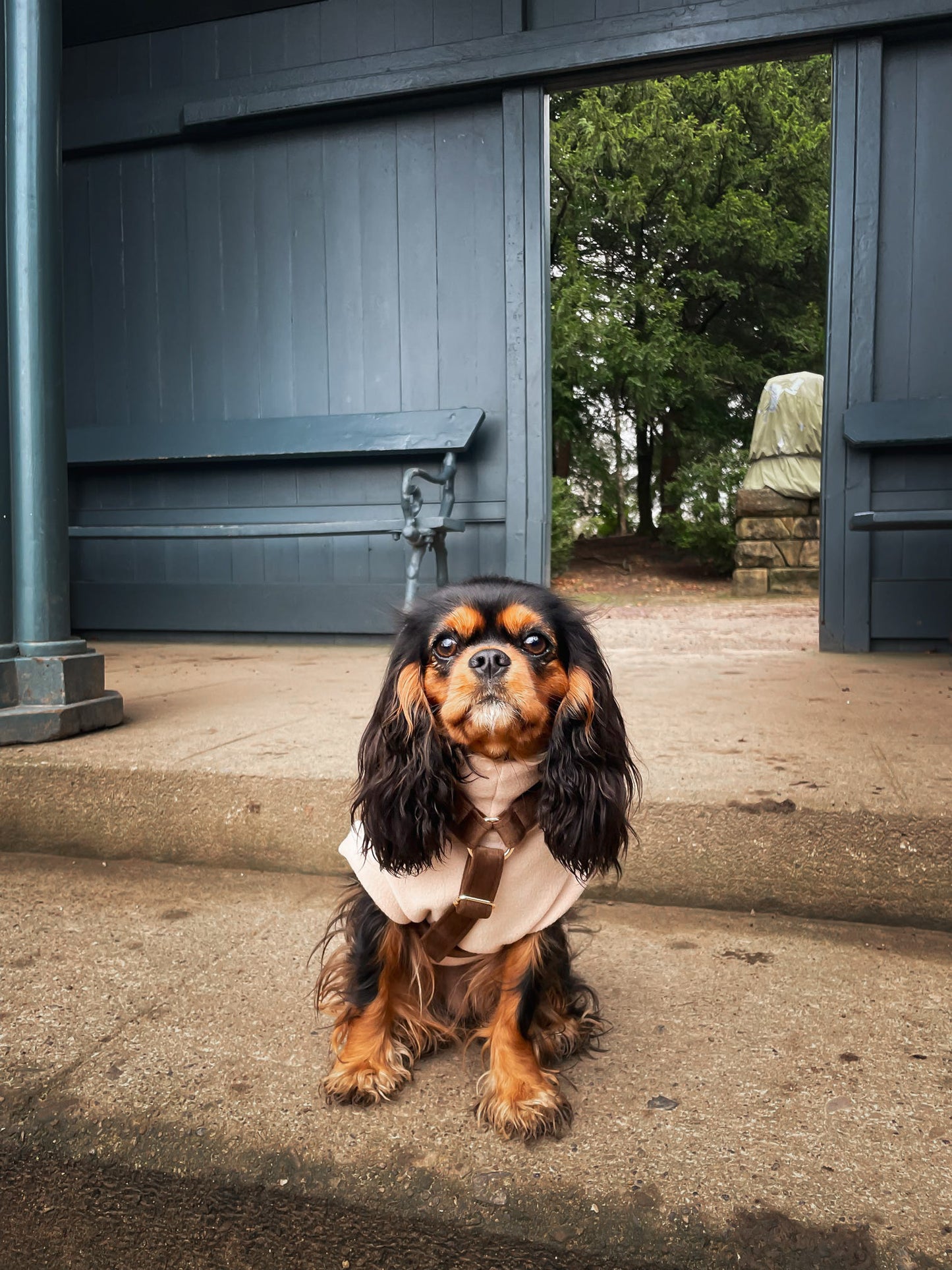 Cavalier wearing beige tankie fleece and soft brown harness