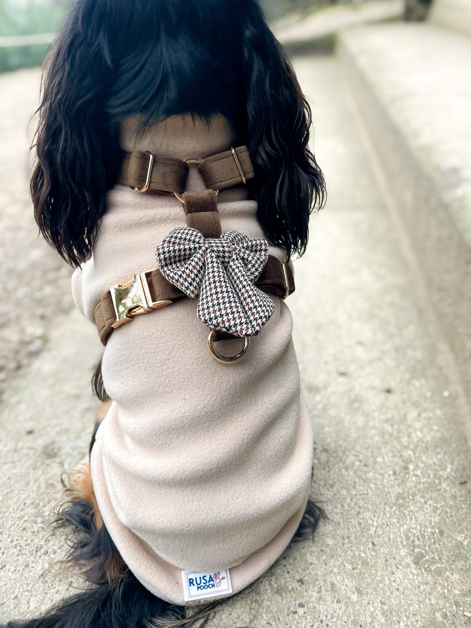 Cavalier wearing brown houndstooth bow on strap harness