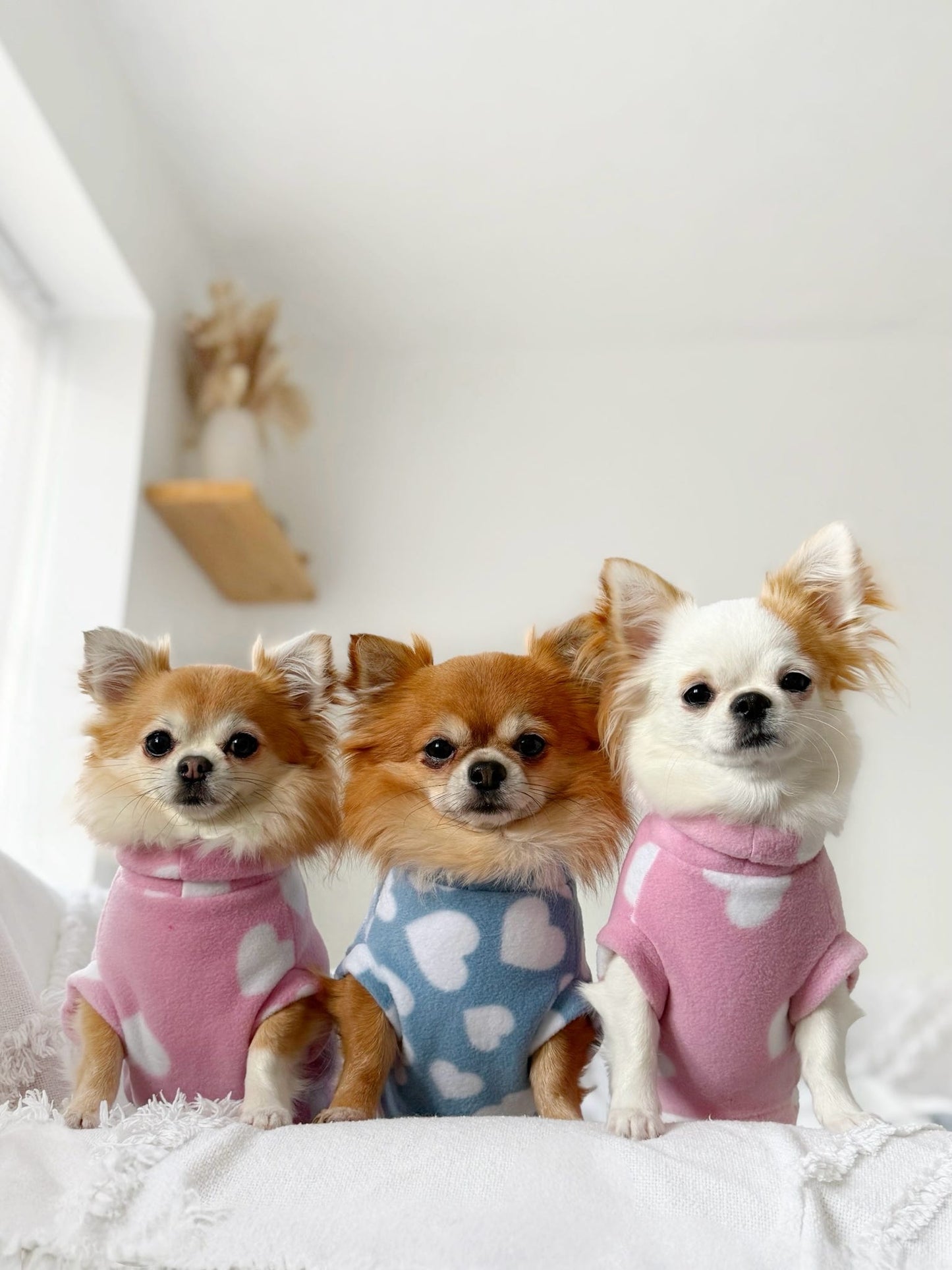 Chihuahua's wearing pink and blue heart print fleeces