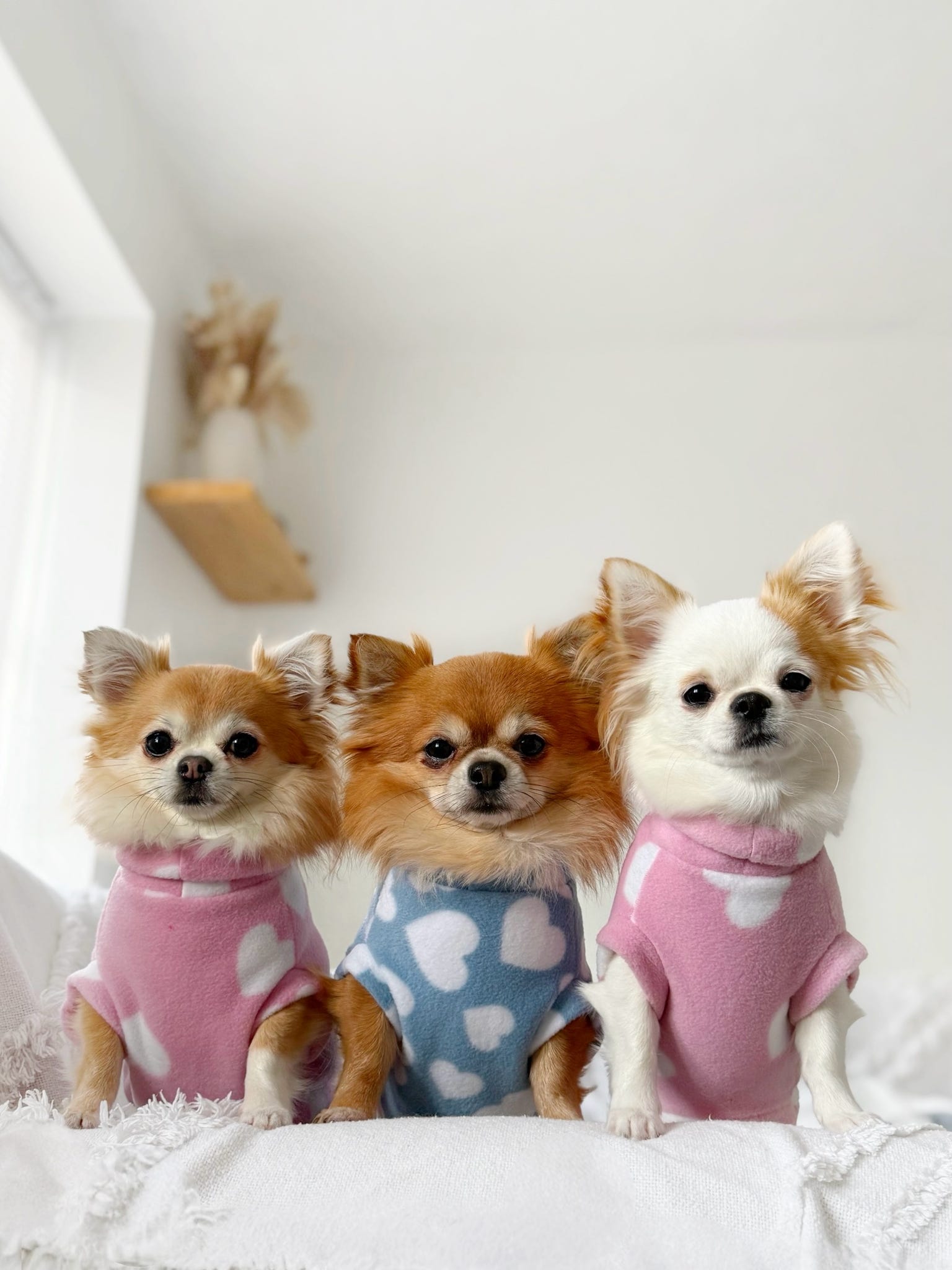 Chihuahua's wearing pink and blue heart print fleeces