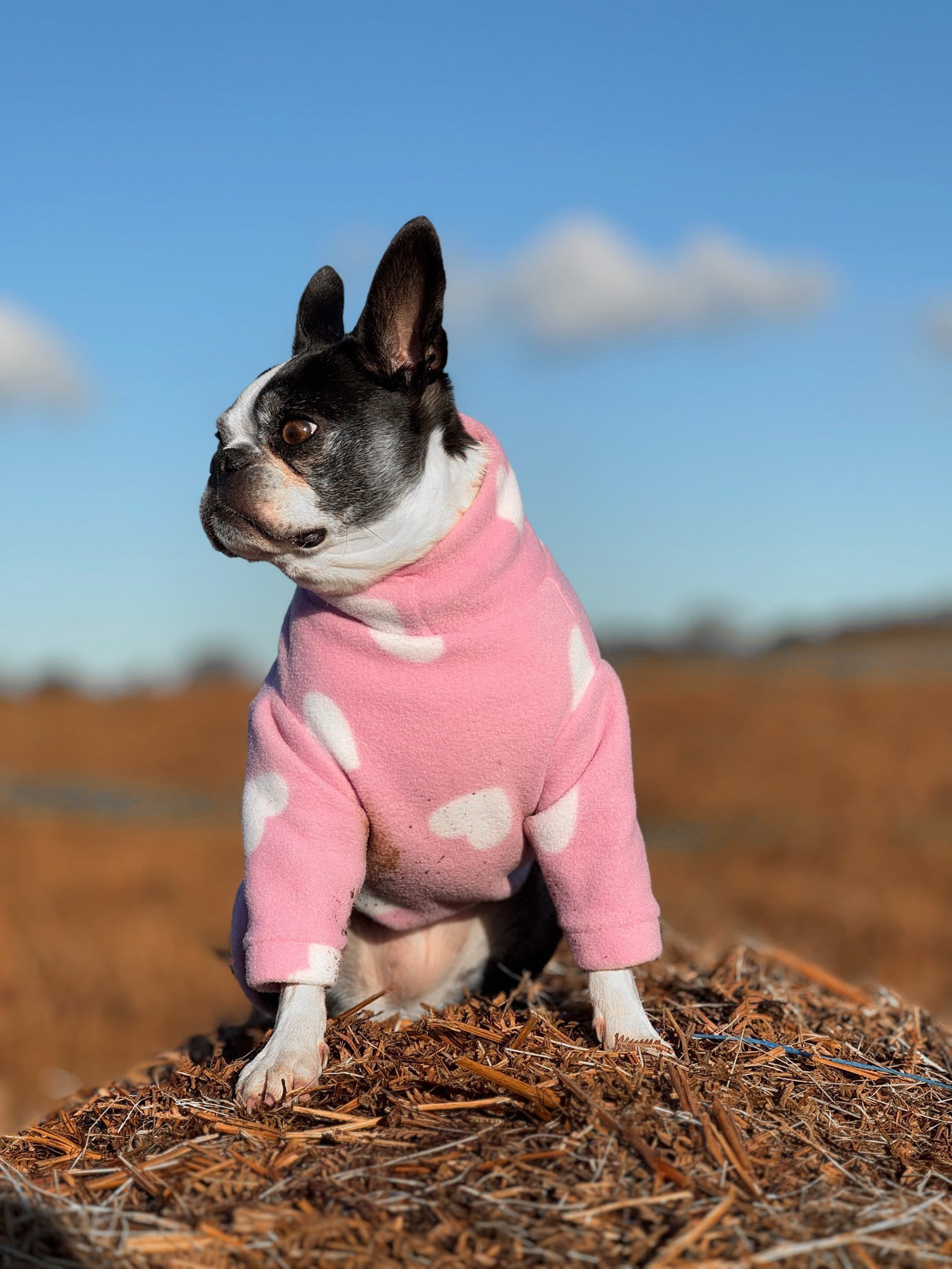 Boston terrier wearing cosy baby pink two legged dog fleece