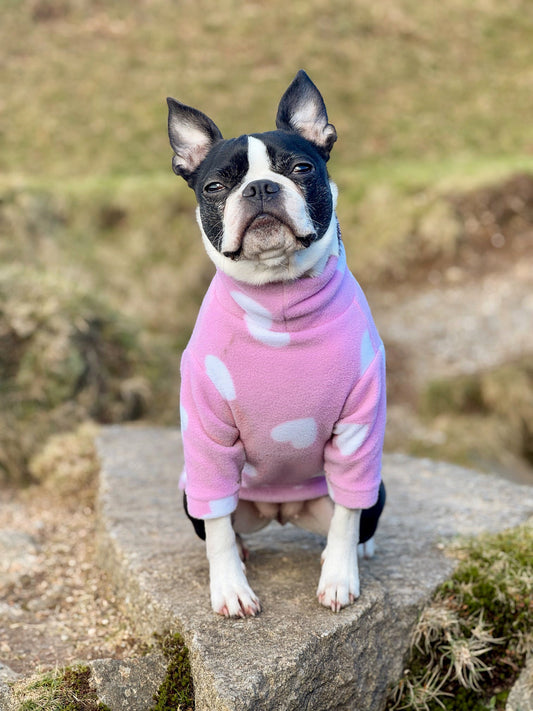 Boston terrier wearing pink hearts dog fleece with arms