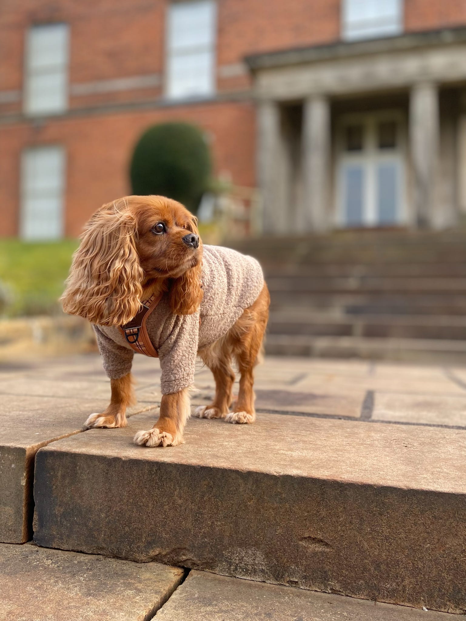 Cavalier wearing light brown borg fleece jumper with arms