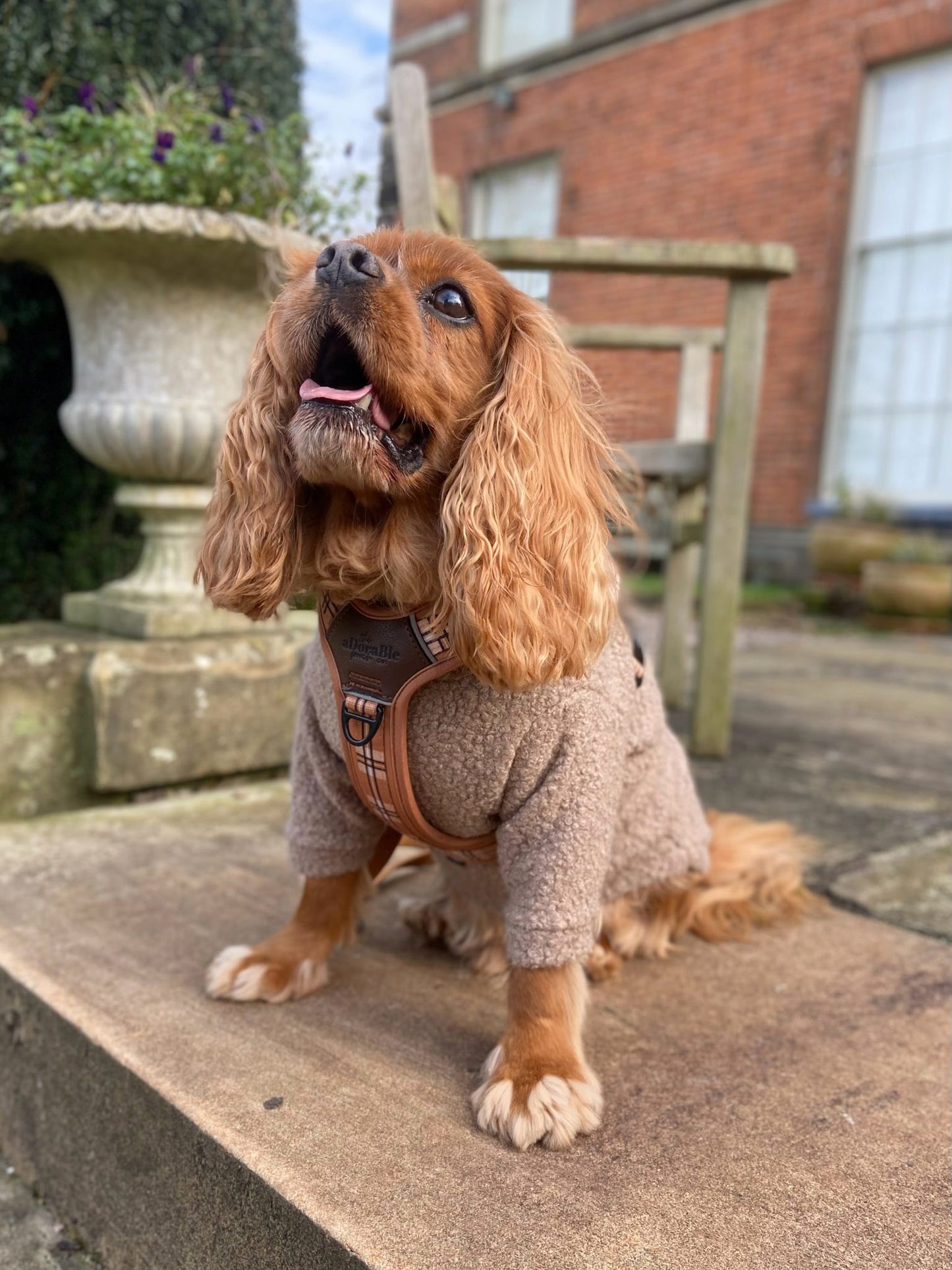 Cavalier wearing beige borg fleece jumper with two legs
