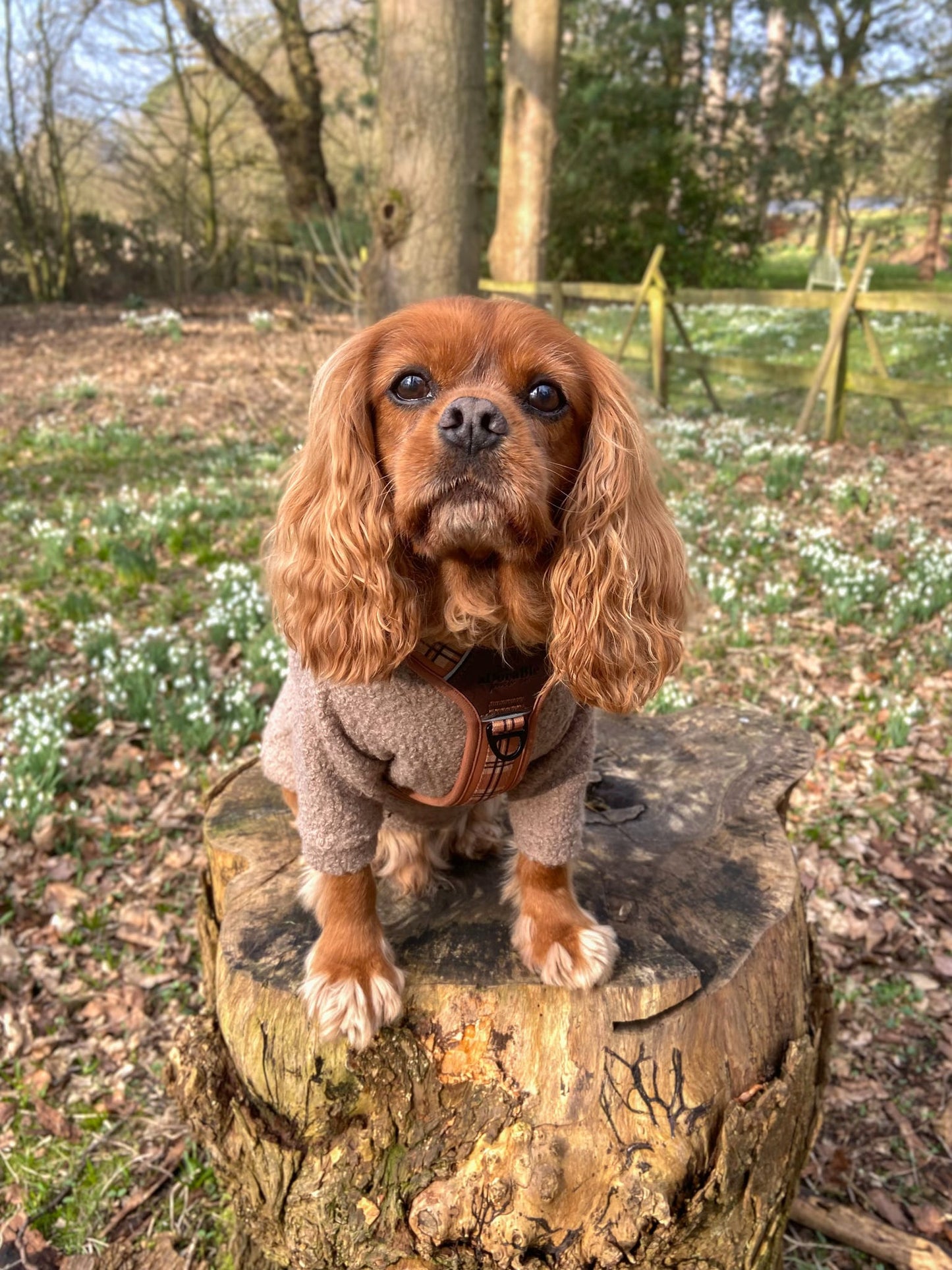 Cavalier wearing beige two legged teddy fleece jumper
