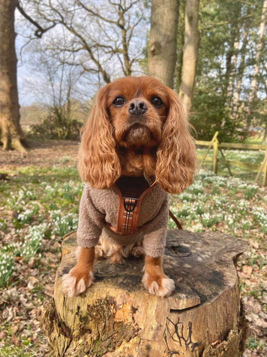 Cavalier wearing beige borg fleece jumper with arms