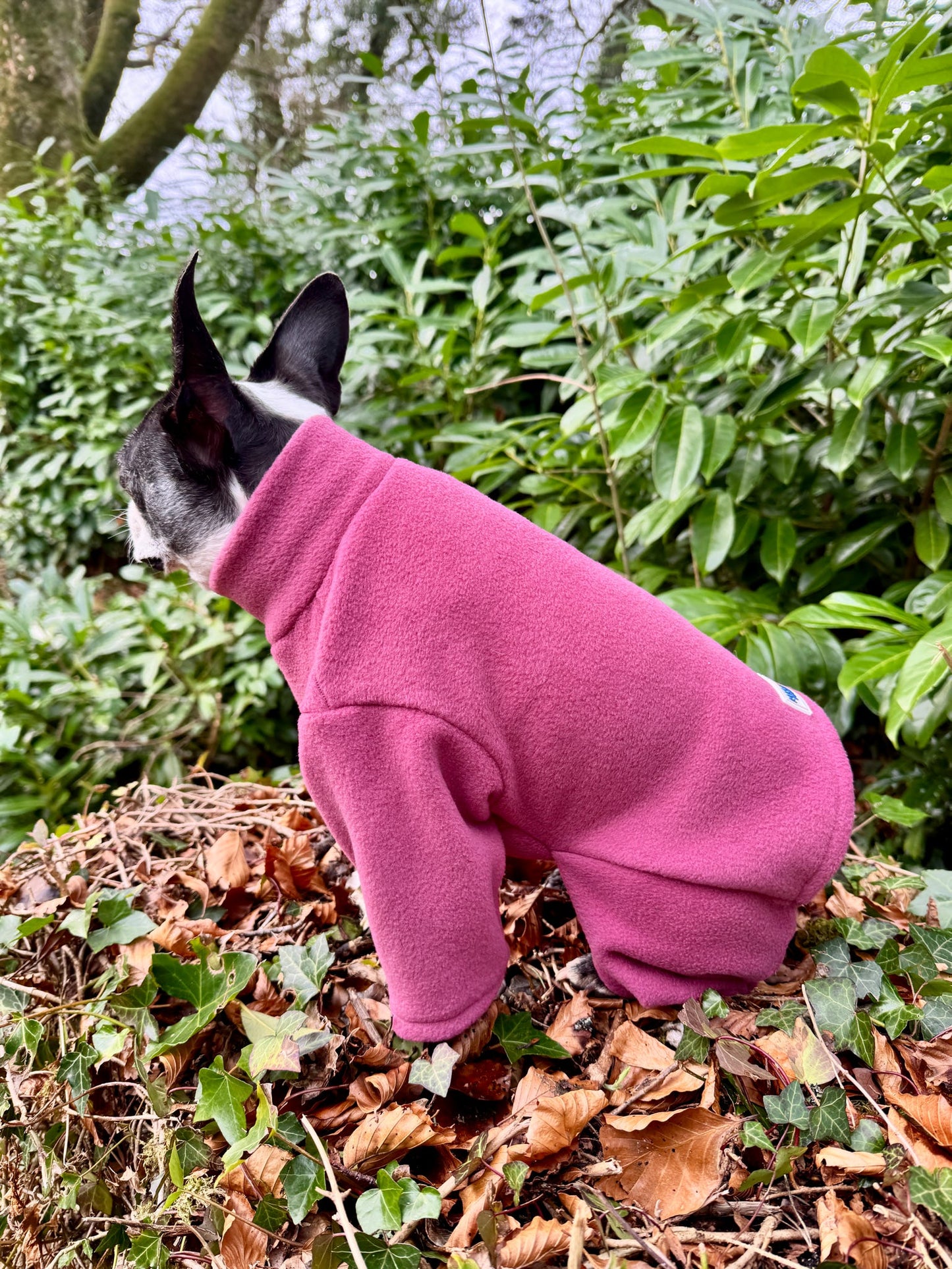 Boston terrier wearing dusky pink 4 leg fleece
