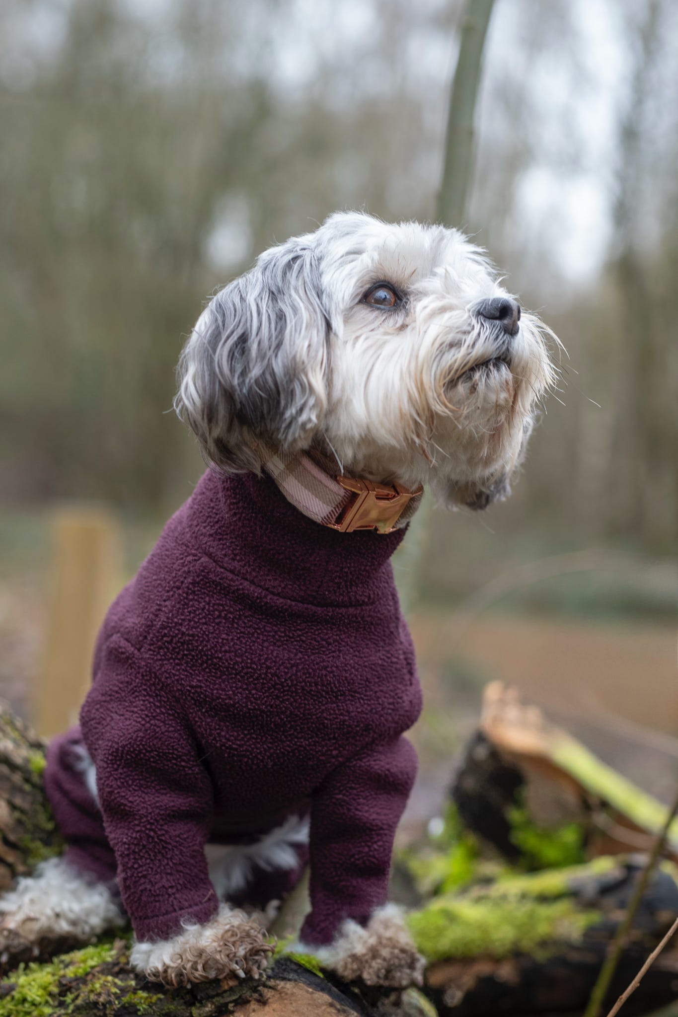 Dog wearing pink tartan collar