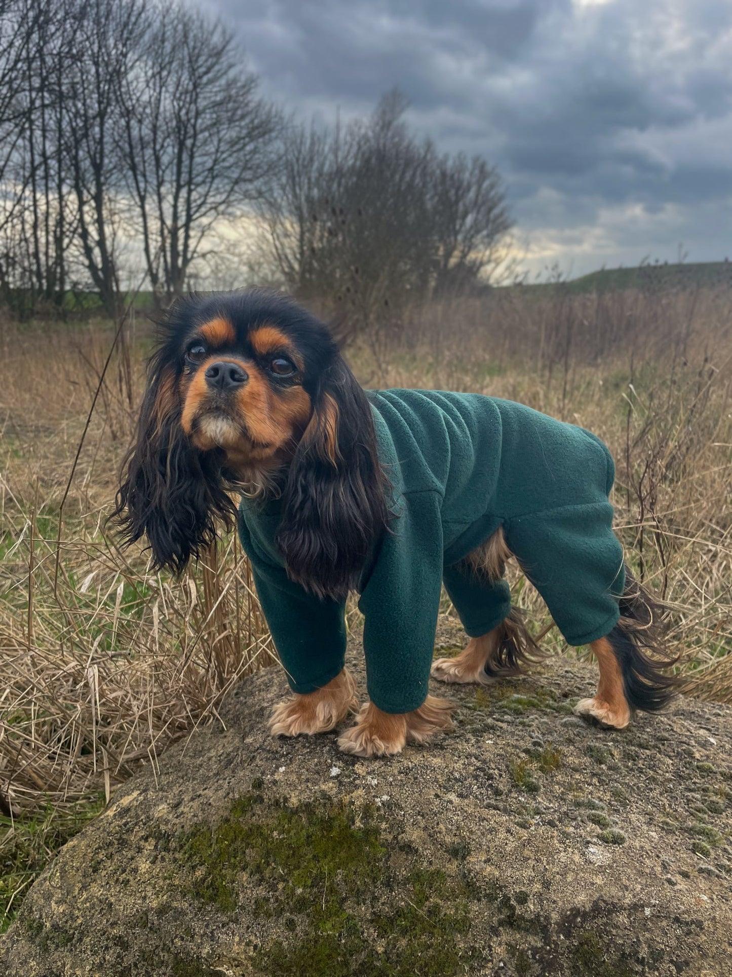 Cavalier wearing dark green four legged fleece